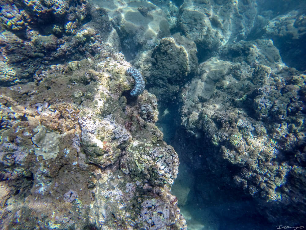 A sea cucumber underwater on the Napali Coast in Hawaii